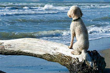 Toskana Ferienhaus mit Hund