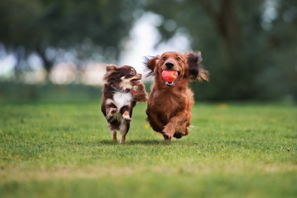 Toskana Ferienwohnung mit Hund