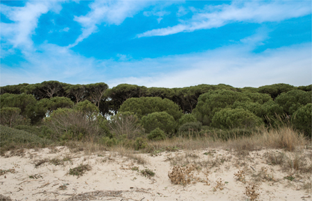 Urlaub in Castiglione della Pescaia, Provinz Grosseto